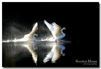 Trumpeter Swan 7