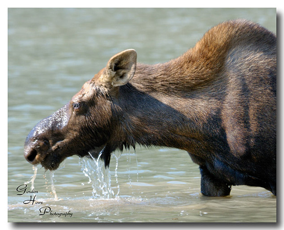 Moose 4