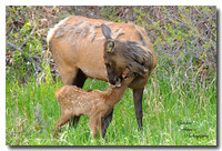 Elk and calf