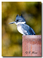 Belted kingfisher 1