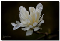 Star Magnolia