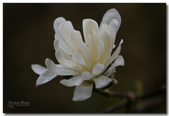 Star Magnolia