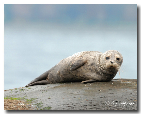 Harbour Seal 4