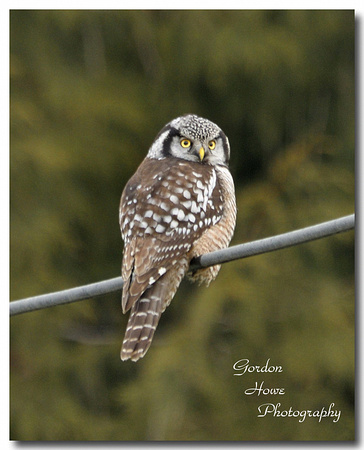 Northern Hawk Owl 2