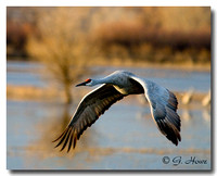 Sandhill Crane  4