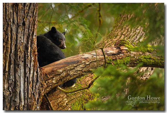 Black Bear