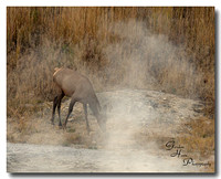 Roosevelt Elk 6