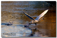 Trumpeter Swan 8