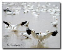 Snow Geese 1