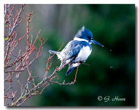 Belted kingfisher 3