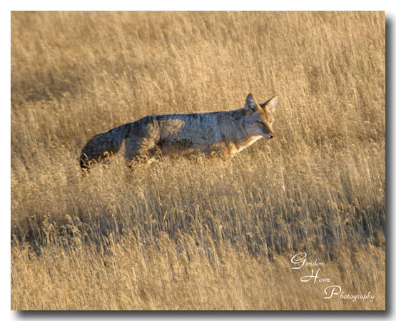 Coyote 2