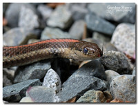 Garter Snake