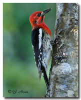 Red-breasted Sapsucker 1
