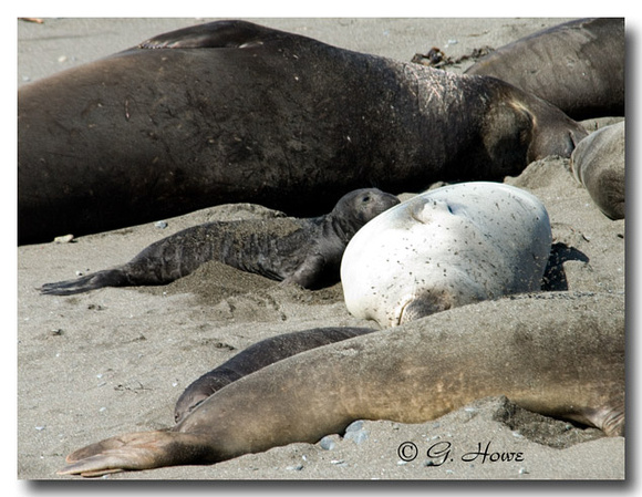 Elephant Seal 3