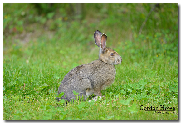 Snowshoe Hare 2