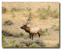Roosevelt Elk 7