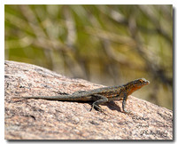 Lizard 3