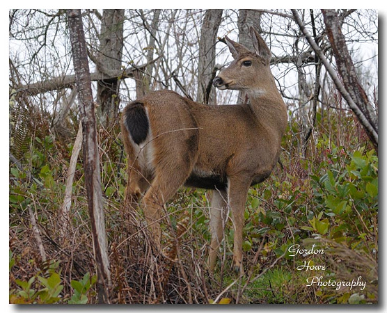 Columbia Blacktail Deer 3