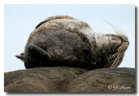 Harbour Seal 2