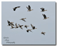 Greater White-fronted Goose 2