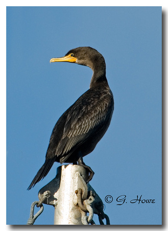 Double Crested Cormorant 1