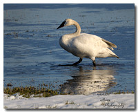 Trumpeter Swan 4