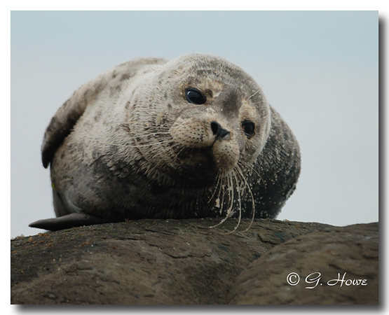 Harbour Seal 6