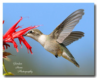 Calliope Hummingbirds