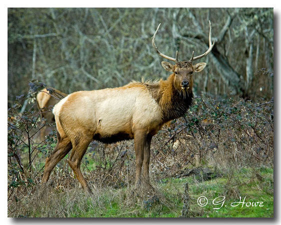 Roosevelt Elk 9