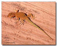 Lizard, Canyonlands NP