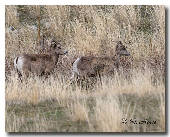 California Bighorn Sheep 4
