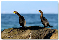 Double Crested Cormorant 3