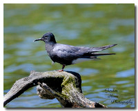 Black Tern 1