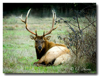 Roosevelt Elk 11