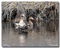 Greater White-fronted Goose 1