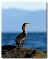 Double Crested Cormorant 2
