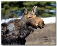 Moose 8
