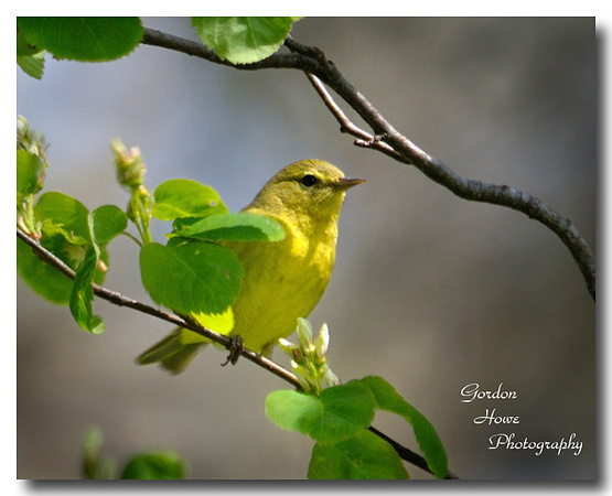 Yellow Warbler 1