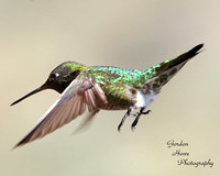 Costas Hummingbird 4