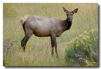 Roosevelt Elk 4