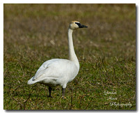 Trumpeter Swan 5