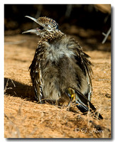 Roadrunner 1