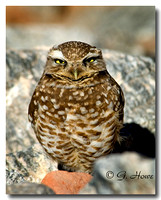 Burrowing Owl 2