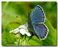 Blue Sulphur Butterfly 1